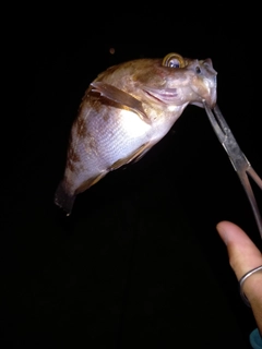 シロメバルの釣果