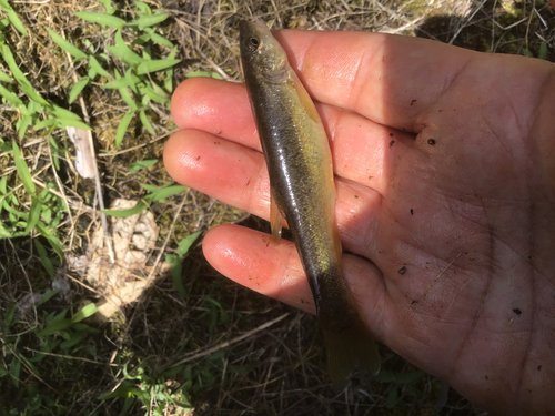 アブラハヤの釣果