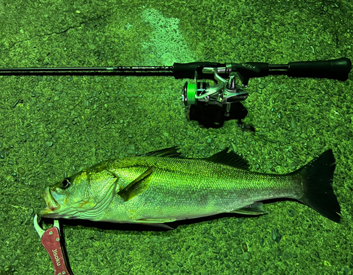 シーバスの釣果