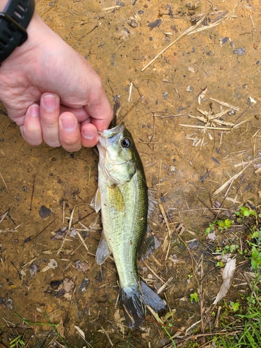 ラージマウスバスの釣果