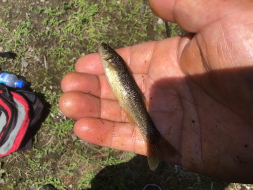 アブラハヤの釣果