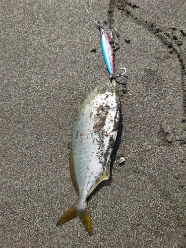 ショゴの釣果