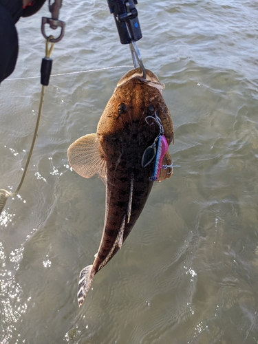 マゴチの釣果