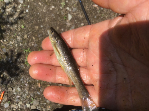 アブラハヤの釣果