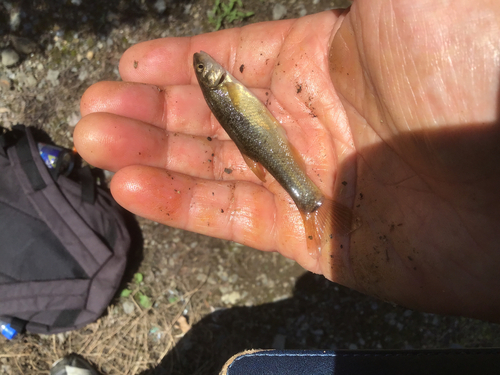 アブラハヤの釣果