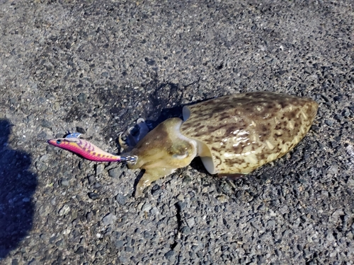 モンゴウイカの釣果