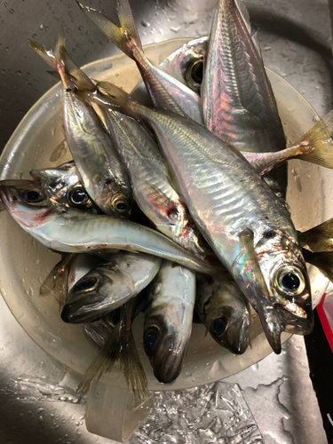 アジの釣果