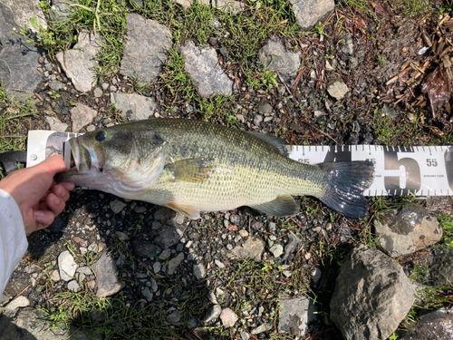 ブラックバスの釣果