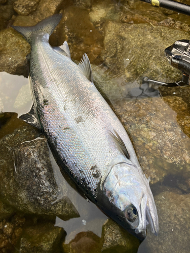 ホンマスの釣果