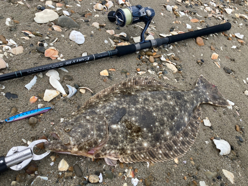 ヒラメの釣果