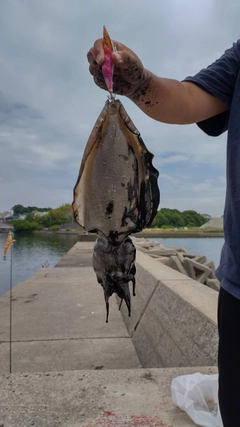 コウイカの釣果