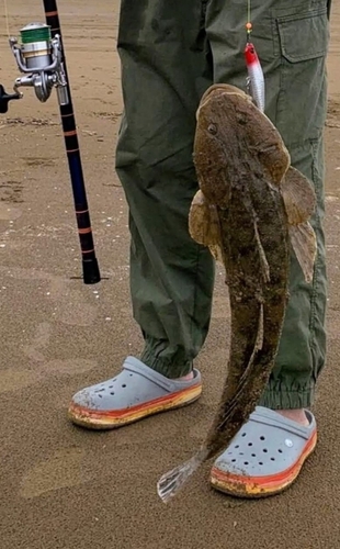 マゴチの釣果