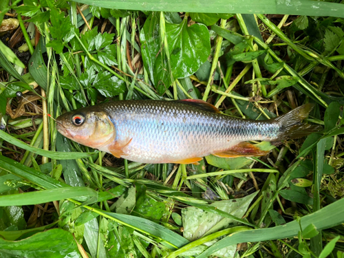 カワムツの釣果