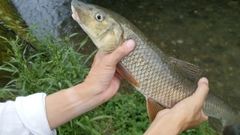 ニゴイの釣果