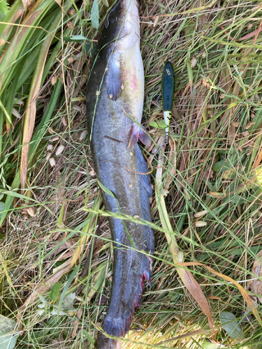 ナマズの釣果