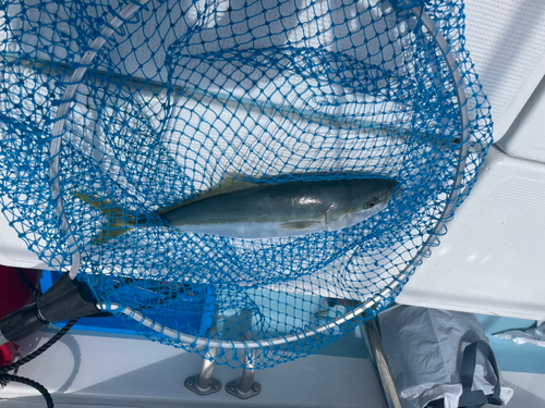 ハマチの釣果