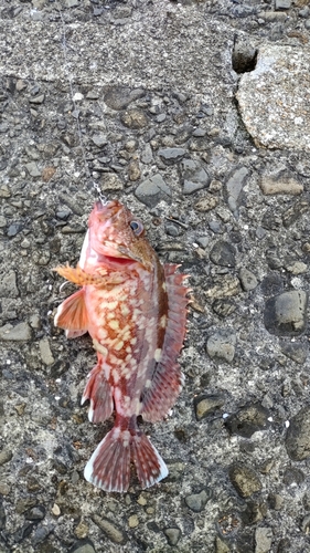 アラカブの釣果