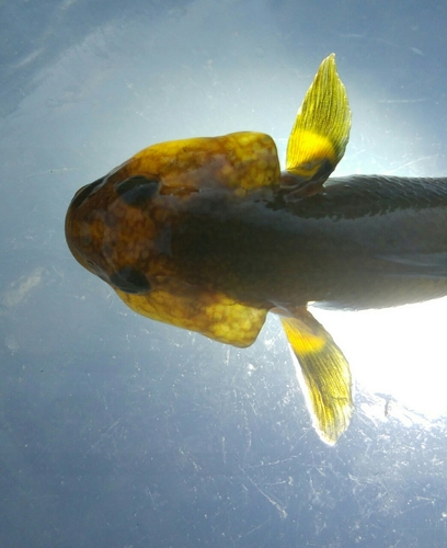 ハゼの釣果