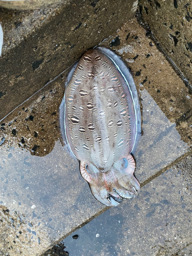 カミナリイカの釣果