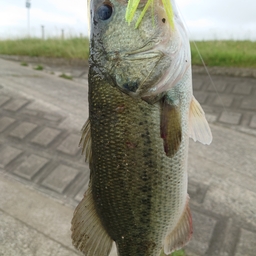 雷五郎の釣果