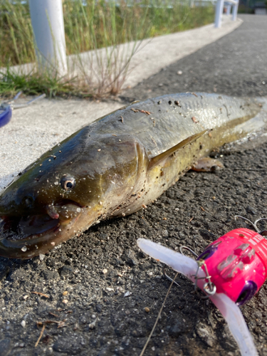 ナマズの釣果