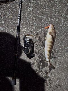 ホッケの釣果