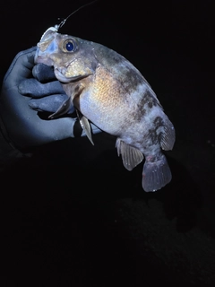 ウスメバルの釣果