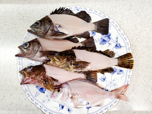 メバルの釣果