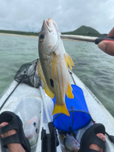 イッテンフエダイの釣果