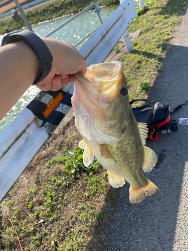 ブラックバスの釣果