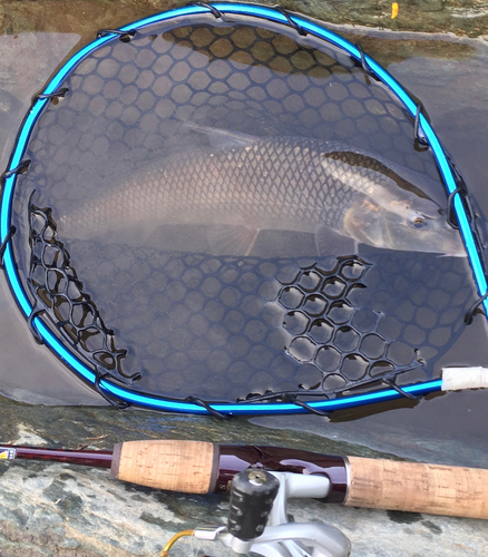 ニゴイの釣果