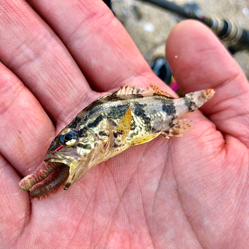 タケノコメバルの釣果