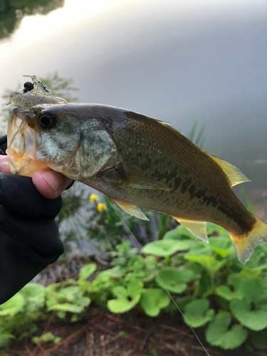 ブラックバスの釣果