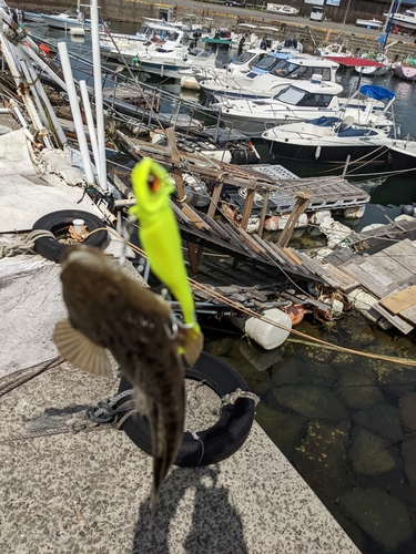 マゴチの釣果