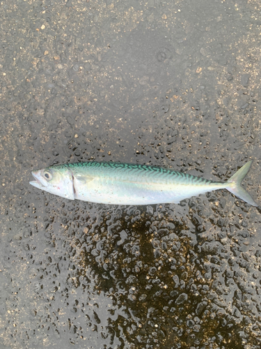 サバの釣果