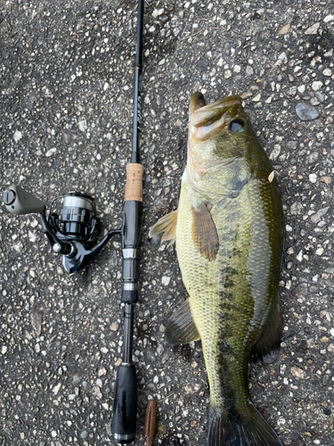 ブラックバスの釣果