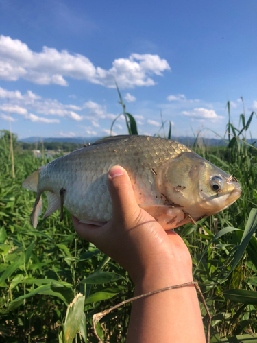 フナの釣果