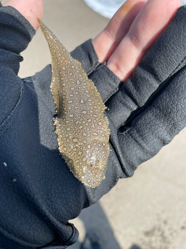 シタビラメの釣果