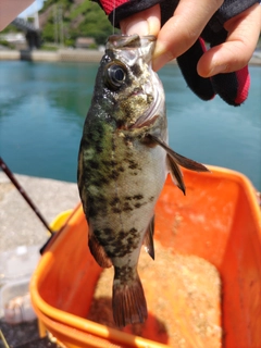 メバルの釣果