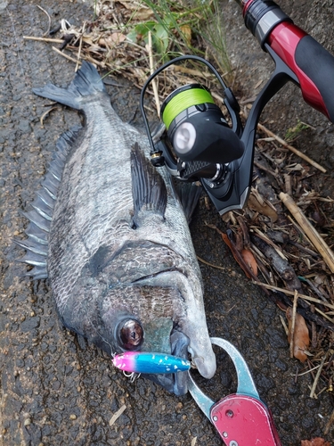 チヌの釣果