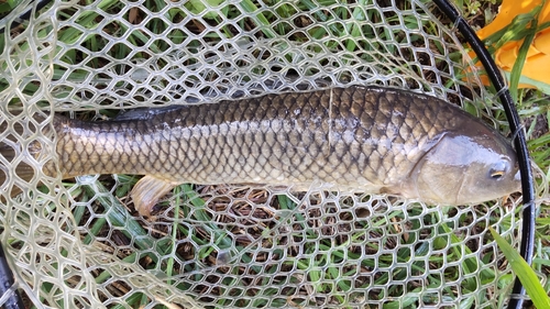 コイの釣果