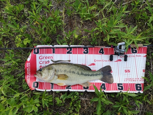 ブラックバスの釣果