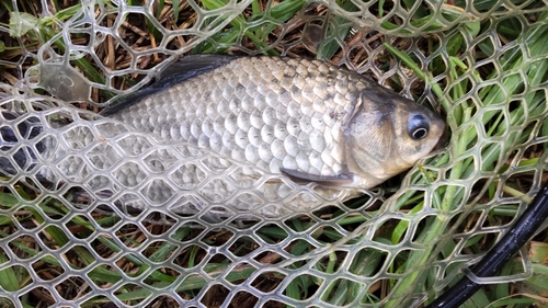 マブナの釣果