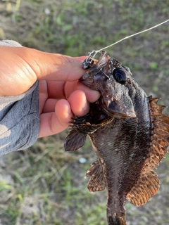 ムラソイの釣果