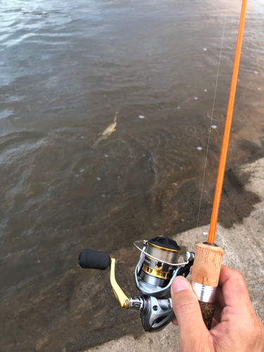 ウグイの釣果