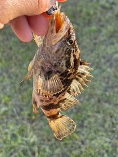 タケノコメバルの釣果