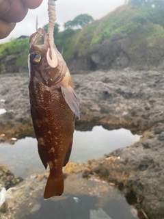 エゾメバルの釣果