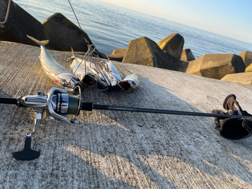 サバの釣果