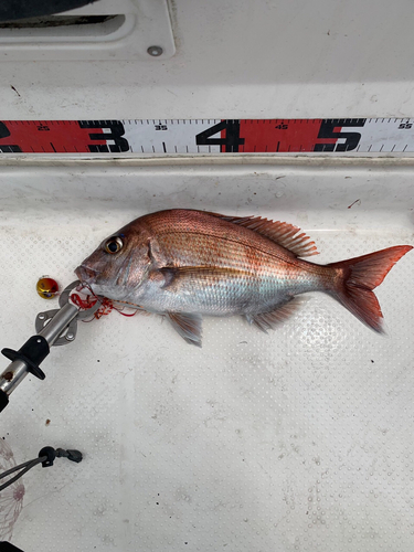 マダイの釣果