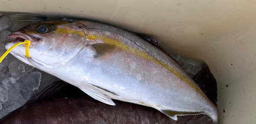 ネイリの釣果